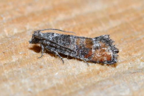 Réf. 209 610 : Clavigesta purdeyi